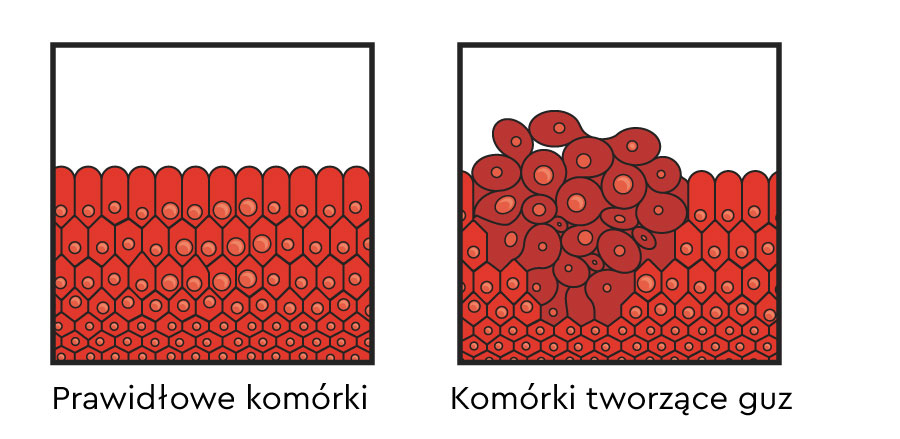 Komórki