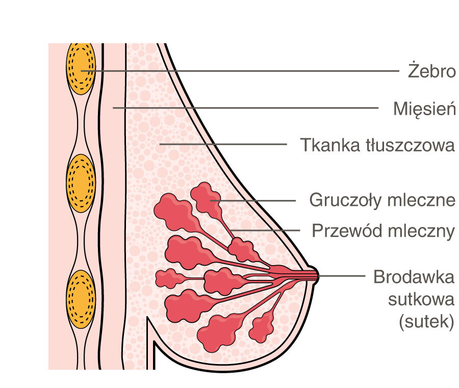 Przekrój boczny piersi