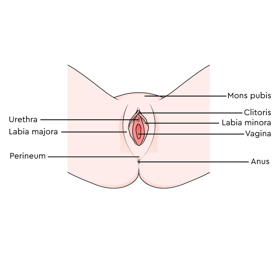 Diagram of the vulval area between the legs. Labels include the clitoris, mons pubis, labia minora and majora urethra, vagina, perineum and anus.