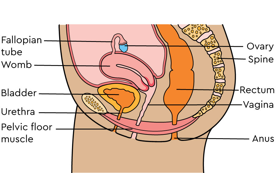 The female reproductive organs shown in cross section. Labels include womb, bladder, ovary, fallopian tube, vagina, urethra and pelvic floor muscle.