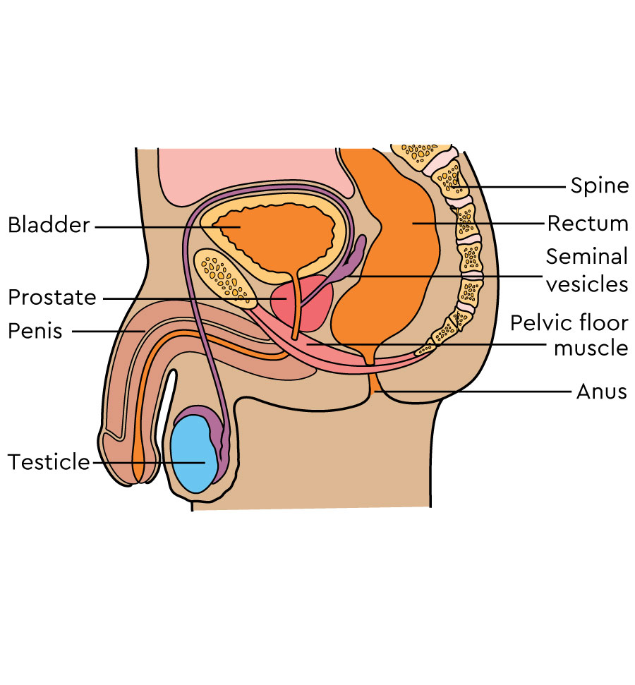 The male reproductive organs shown in cross section. Labels include bladder, prostate, penis, seminal vesicles, pelvic floor muscle, testicle and anus.