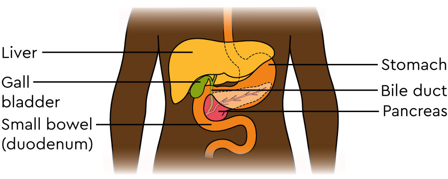 The diagram shows the position of the pancreas in relation to the other organs in the digestive system.