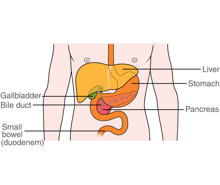 Gallbladder Gallbladder Disease