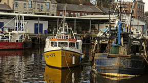 Boats in a harbour