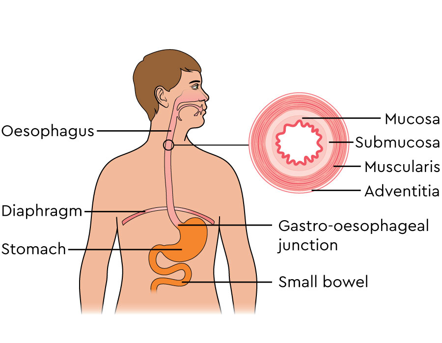 Digestive System Esophagus Function
