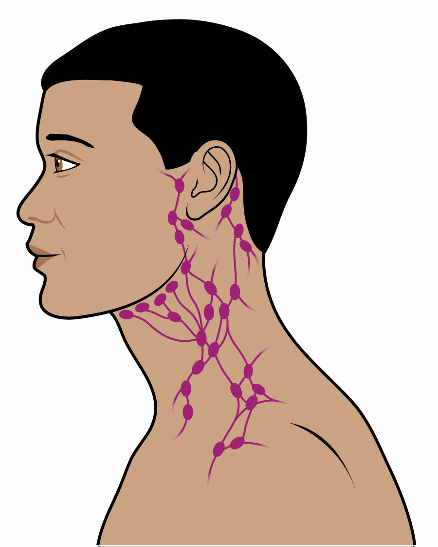 Lymph Nodes In Head Location Slideshare