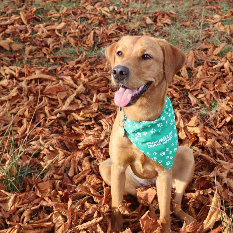 A golden lab is sitting in scattered fallen leaves. There is a turquoise Macmillan branded dog bandana wrapped around its neck. 