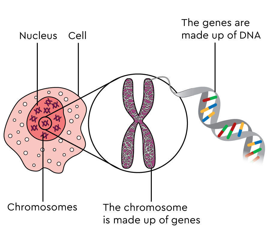 Cells, chromosomes and genes