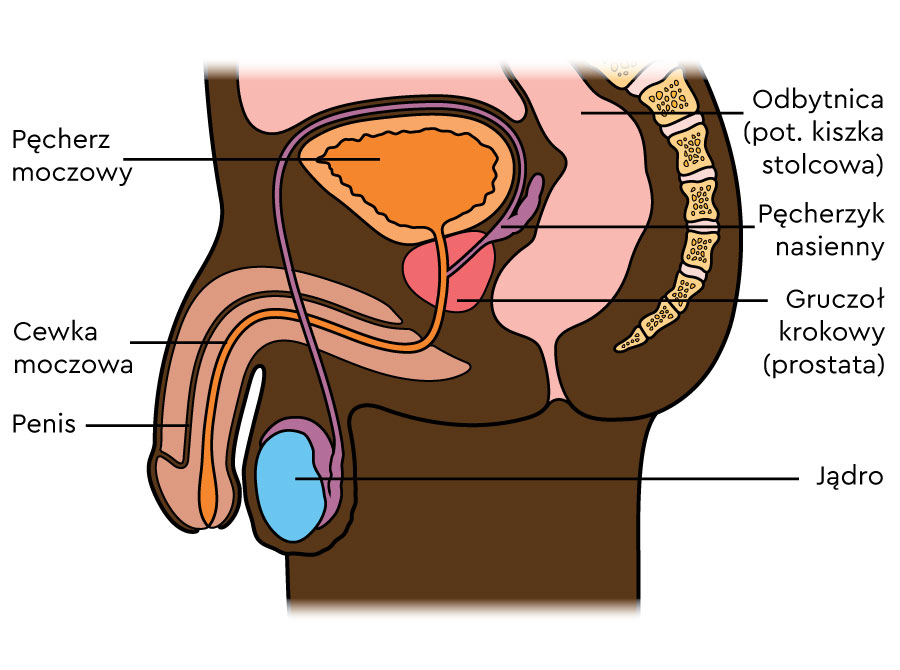 Ilustracja męskich organów rozrodczych