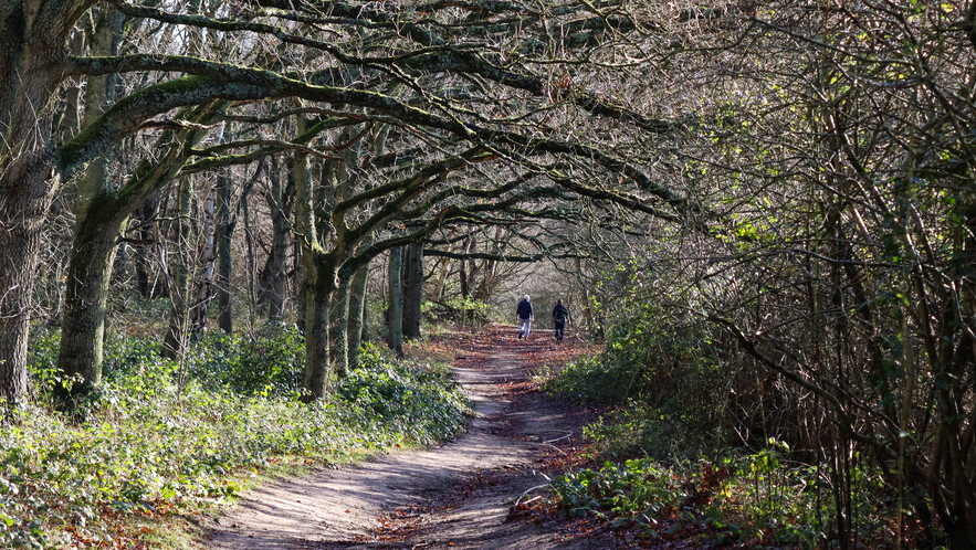 Two people walk along a path littered with fallen leaves in Shotover Country Park in Oxfordshire. 