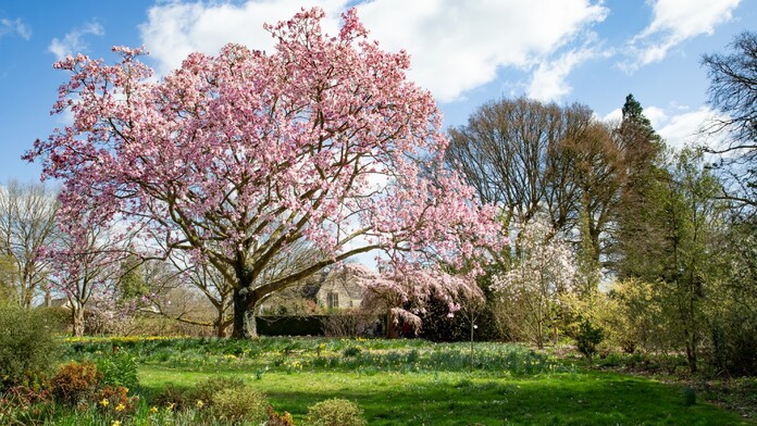 A beautiful tree has bloomed pink flowers across it's branches. It is surrounded by green grass and daffodils sprouting up for Spring. 