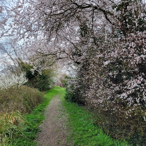 A dirt path follows along a river. On one side are blooming trees with pinks and white leaves. 