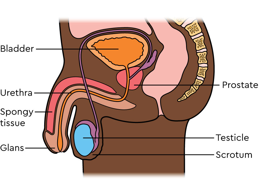 The illustration shows the lower body from the side. It shows the penis, bladder, testicle, seminal vesicle, rectum and prostate.