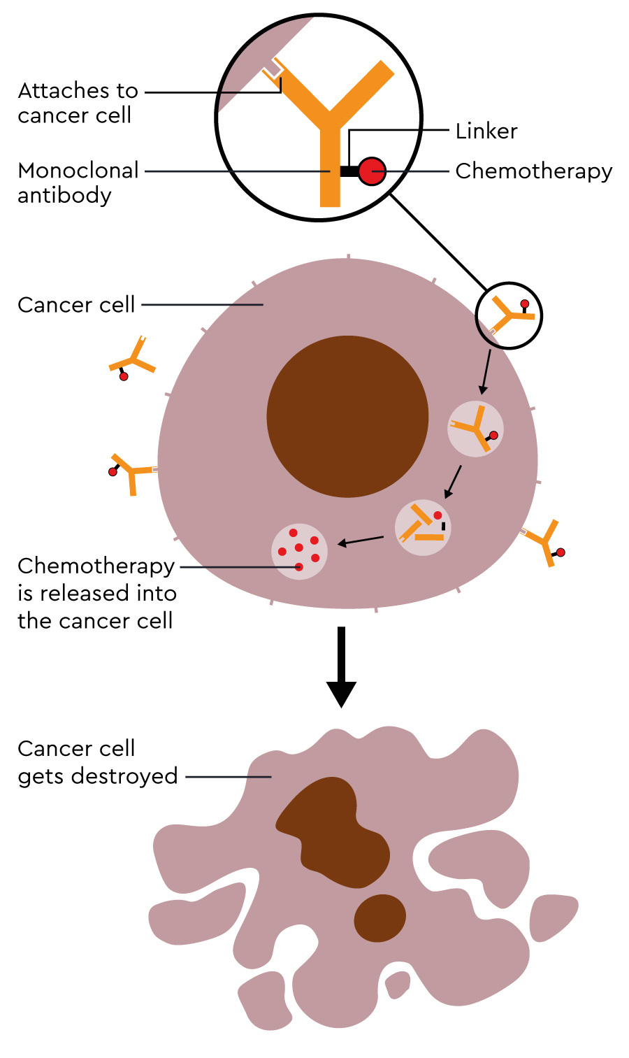 MACD333 Antibody drug conjugates