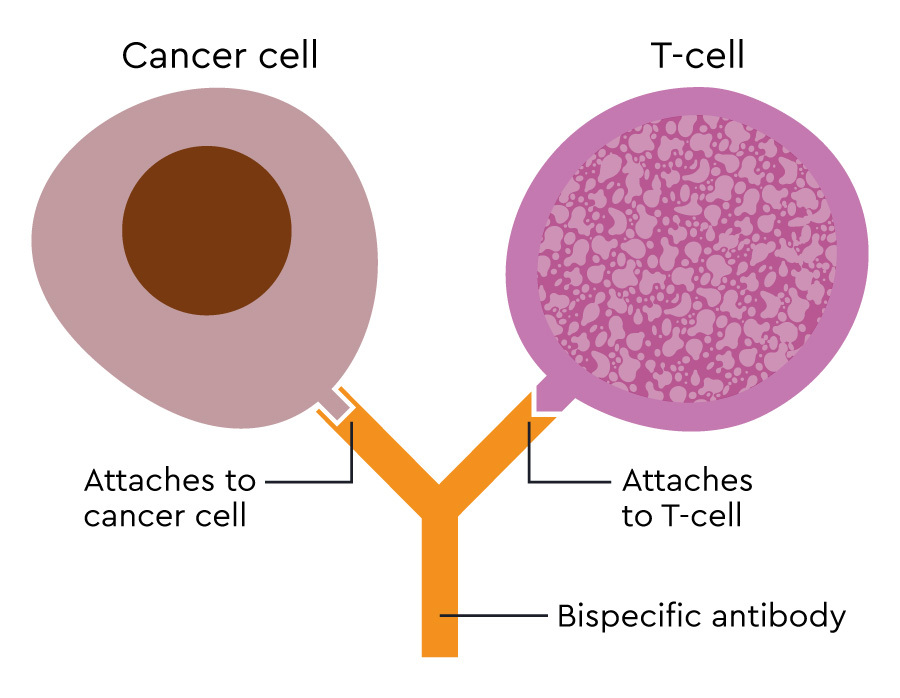 MACD332 Bispecific antibody