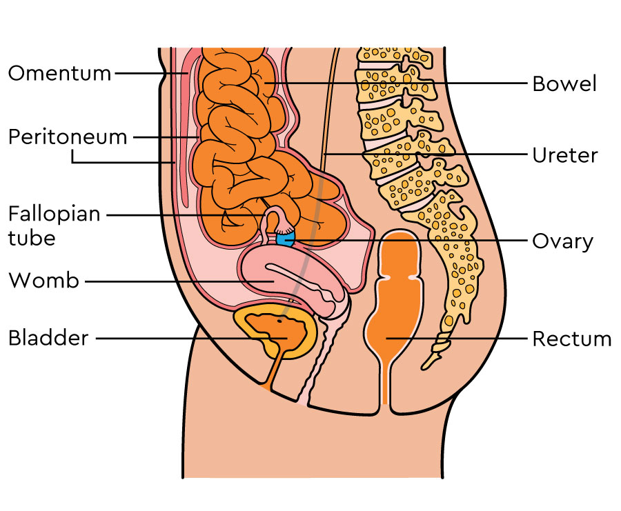 The diagram shows a side view cross-section of the organs and structures in the female abdomen and pelvis. This includes the womb, an ovary, a fallopian tube and the bladder.
