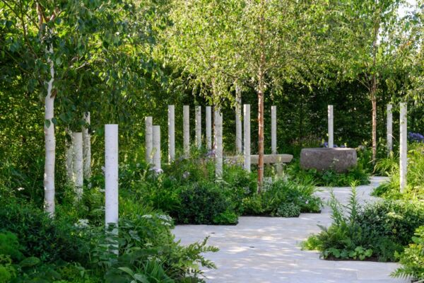 The Macmillan Cancer Support Nascent Shade Garden at RHS Badminton flower show with lots of birch trees, foliage and dappled shade.