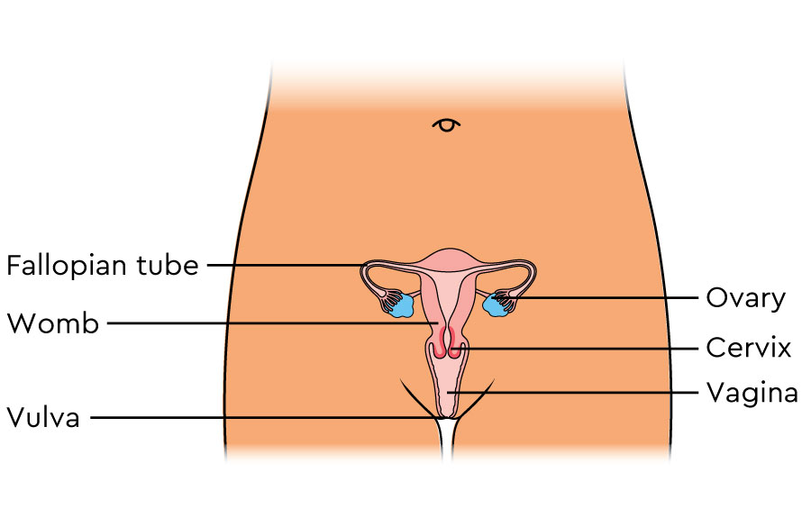 An image of the female pelvis from the front, showing the vagina, cervix, womb and the ovaries.