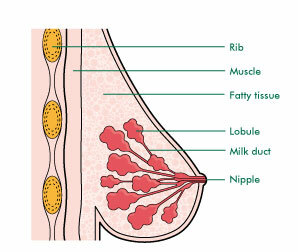 The breasts  Macmillan Cancer Support