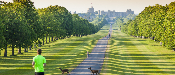 A runner wearing a green t-shirt in the foreground running down the Long Walk towards Windsor Castle with two deer crossing in front of him