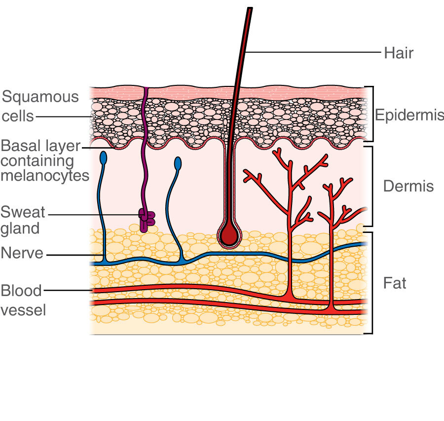 Types Of Skin Cancer Diagram