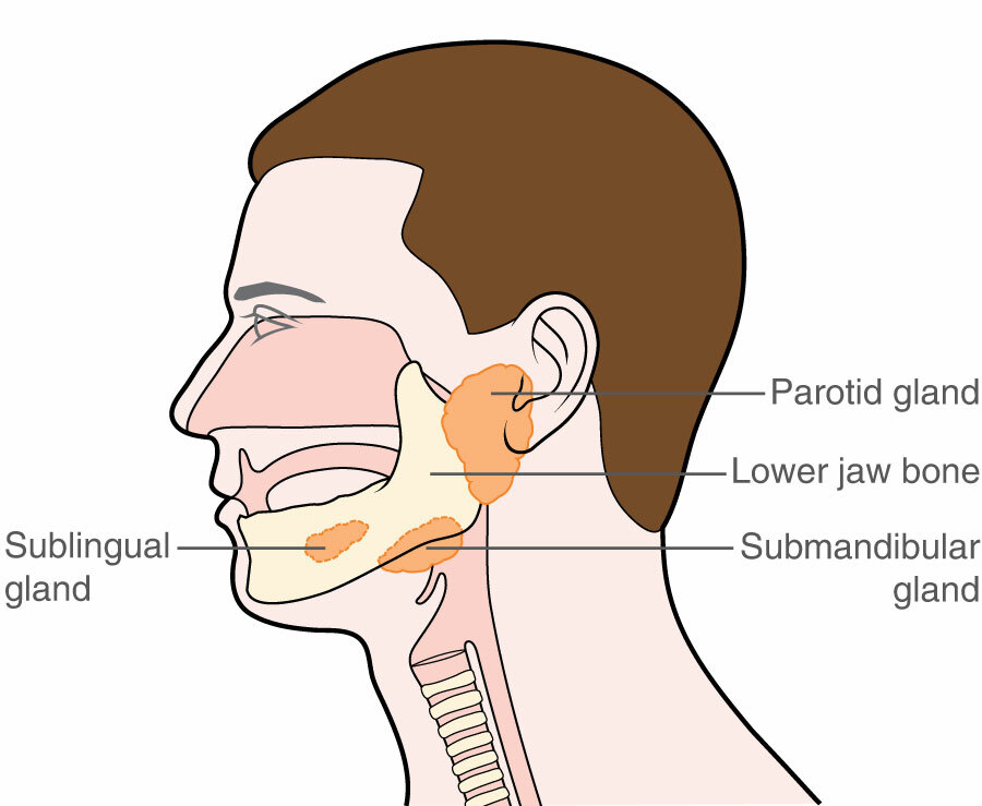 Salivary gland cancer | Macmillan Cancer Support