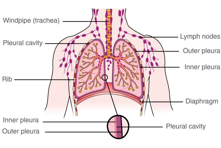 Structure of the lungs and pleura