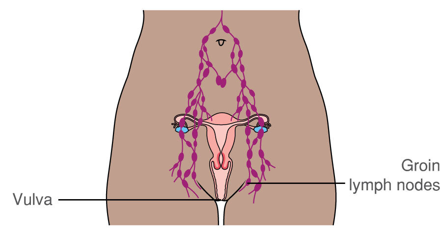 Thigh gland inner What does