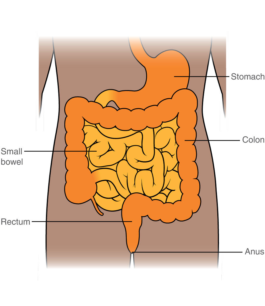 The bowel