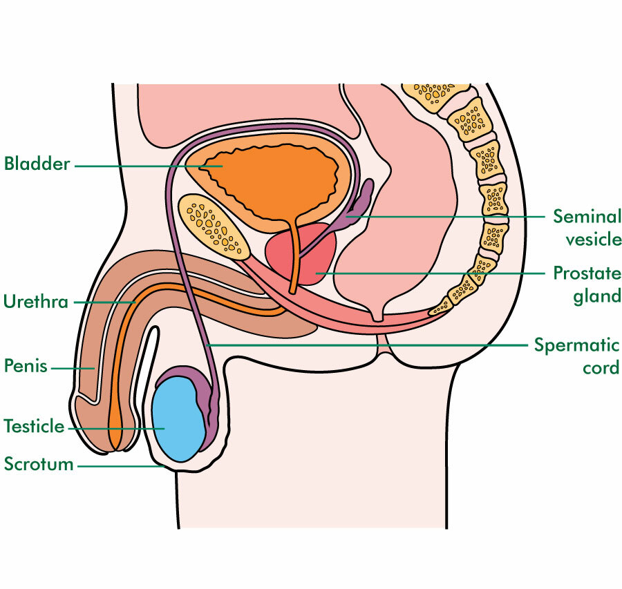 The male reproductive system