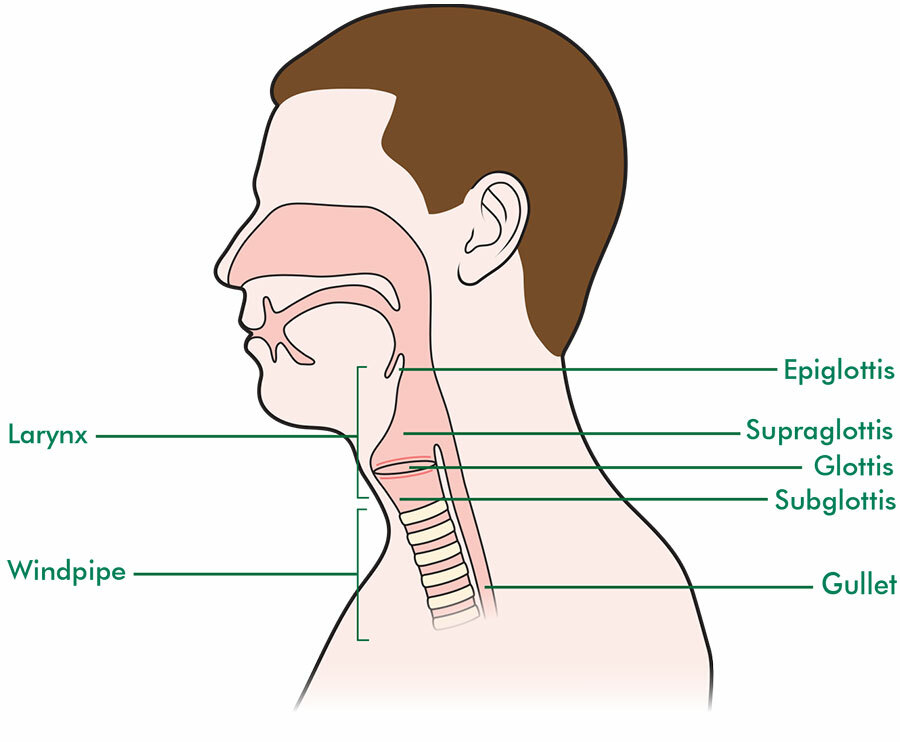 The larynx - what is it and where is it located? - Macmillan Cancer Support
