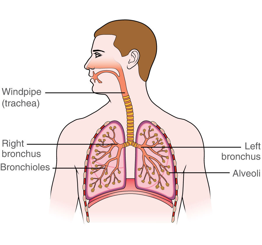 The Lungs