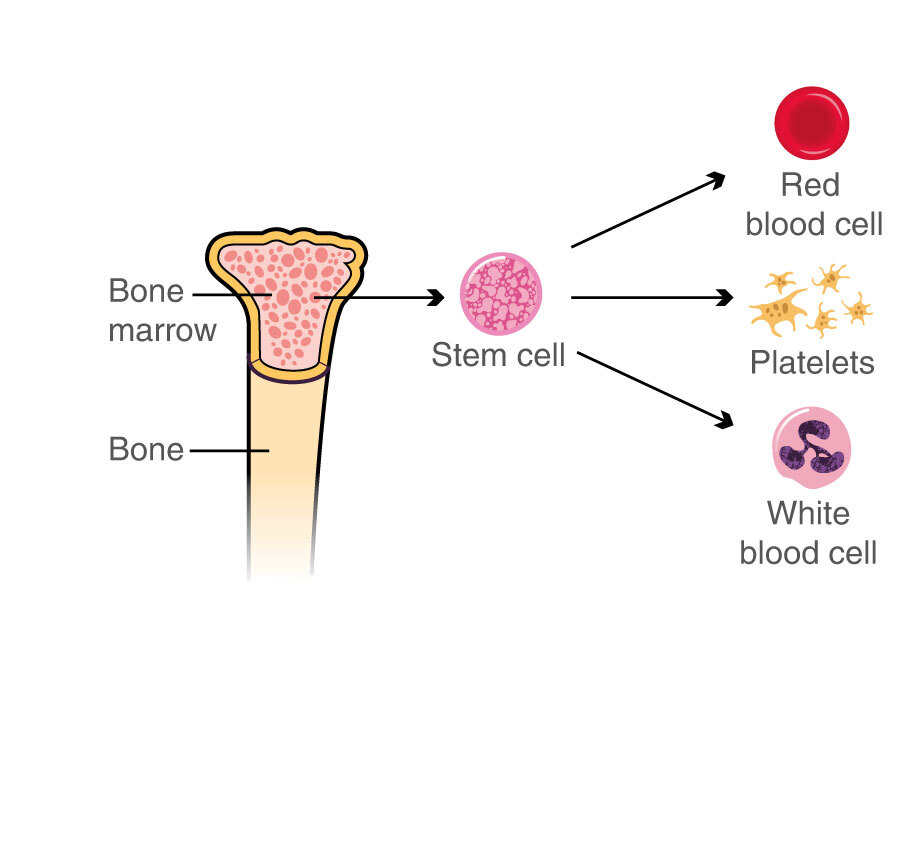 Stem cell and bone marrow transplants | Macmillan Cancer Support