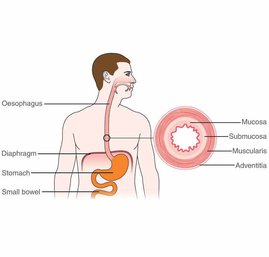 digestive system esophagus function