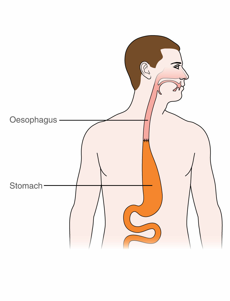 Oesophagus
