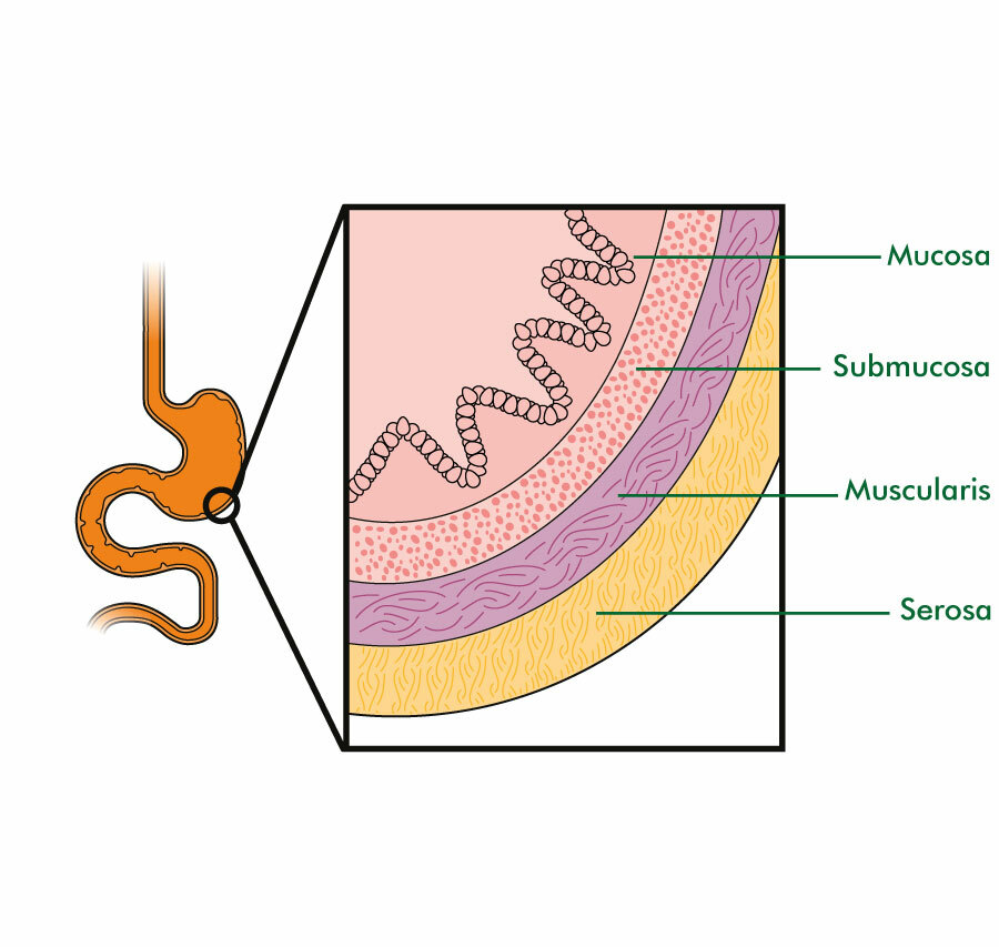 The stomach and stomach wall - Macmillan Cancer Support