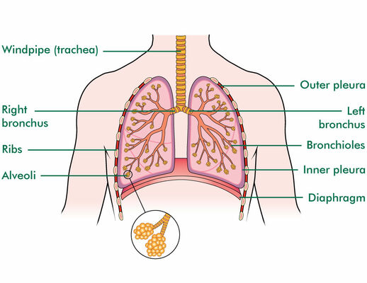 picture of heart and lungs in human body