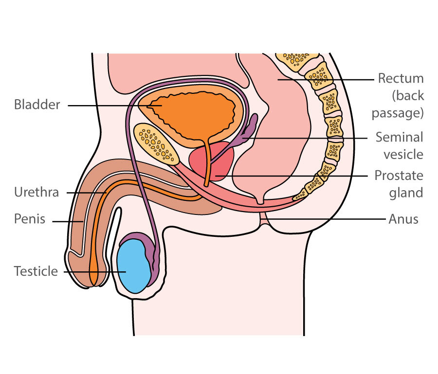 Male reproductive system