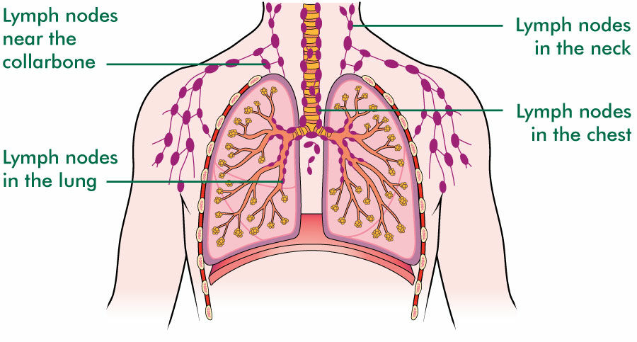 How The Lungs And Respiratory System Work With Diagrams Macmillan Cancer Support
