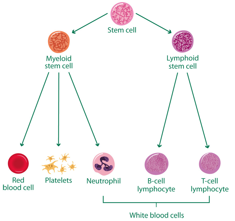 Blood And Bone Marrow Macmillan Cancer Support