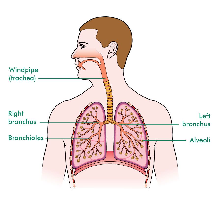 image of lungs in human body from back