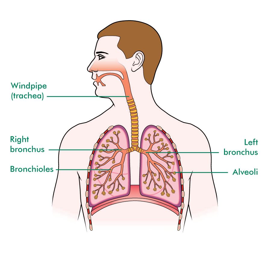 pics of lungs in human body