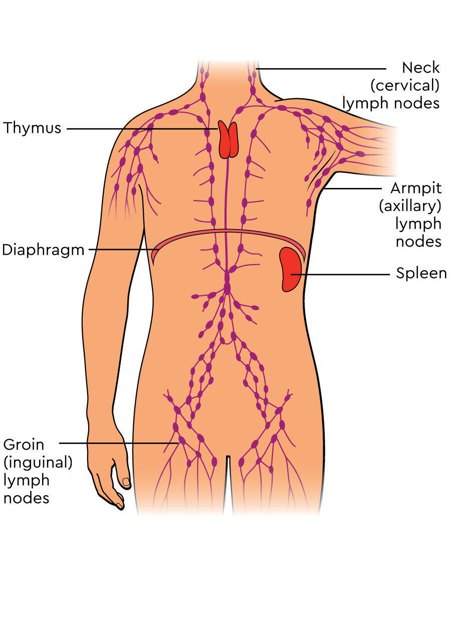 The lymphatic system
