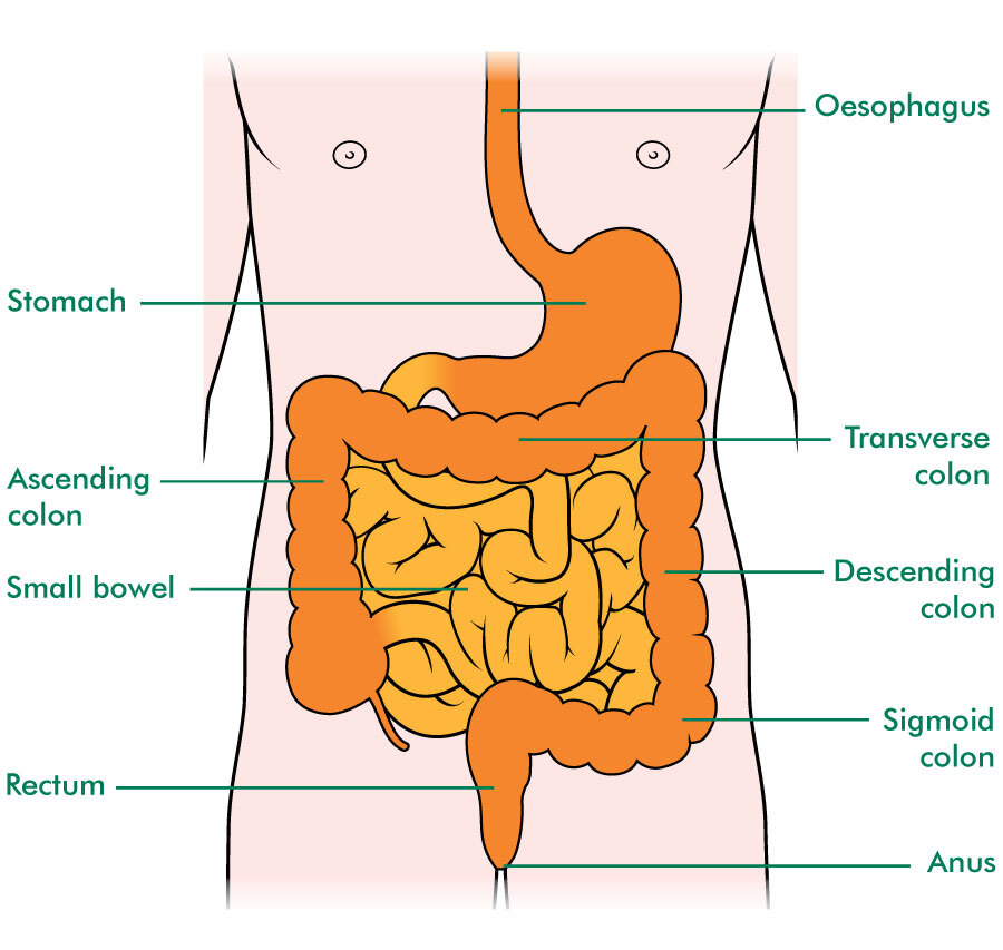 Gastrointestinal Stromal Tumour (Gist) - Soft Tissue Sarcoma - Macmillan  Cancer Support